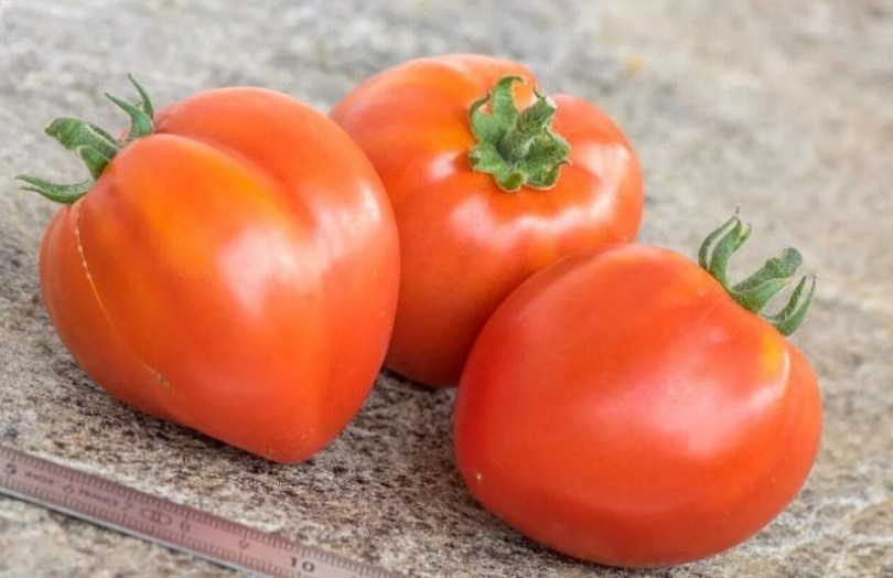 Dwarf Red Heart paradicsom - Paradicsom különlegességek az Egzotikus Növények Stúdiója kínálatából